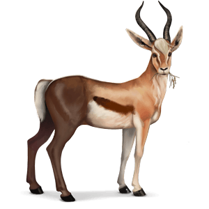 wildpferd gazelle