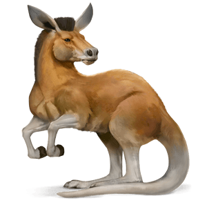 wildpferd känguru