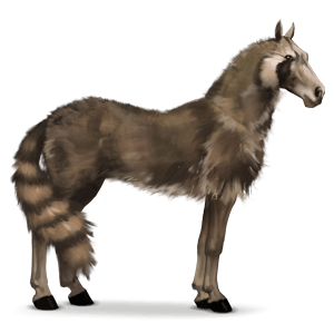 wildpferd waschbär